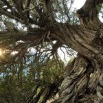 Le-genevrier-thurifere-Saint-Crepin-Hautes-Alpes
